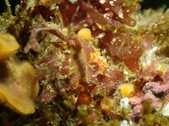 Coryphella trilineata