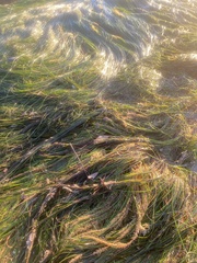 Zosteraceae