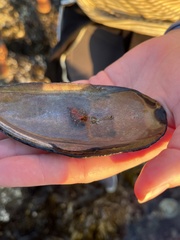 Pseudopusula californiana