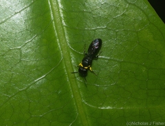 Hylaeus