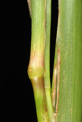 Cenchrus tribuloides