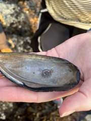 Pseudopusula californiana