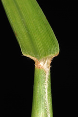 Cenchrus tribuloides