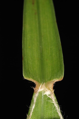 Cenchrus tribuloides