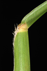 Cenchrus tribuloides