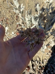 Eriodictyon tomentosum