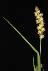 Cenchrus tribuloides