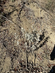 Eriodictyon tomentosum