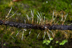 Xylaria filiformis
