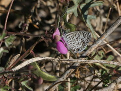Leptotes cassius surbaja