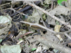 Holcosus quadrilineatus