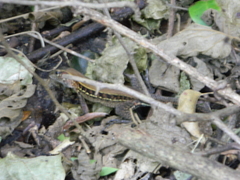 Holcosus quadrilineatus