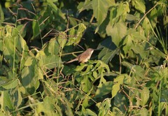 Prinia hodgsonii