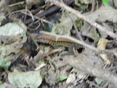 Holcosus quadrilineatus