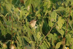 Prinia hodgsonii