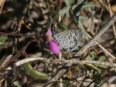 Leptotes cassius surbaja