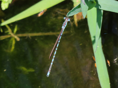 Indolestes peregrinus