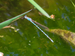 Indolestes peregrinus