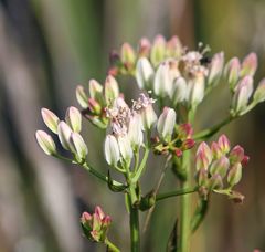 Arnoglossum