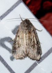 Trichordestra legitima
