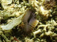 Myxicola