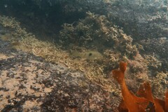 Notolabrus celidotus