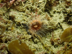 Paracyathus stearnsii