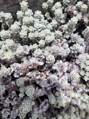 Leucogenes grandiceps