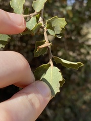 Quercus john-tuckeri