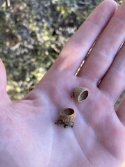 Quercus john-tuckeri