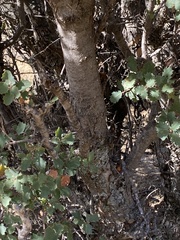 Quercus john-tuckeri