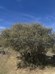 Quercus john-tuckeri