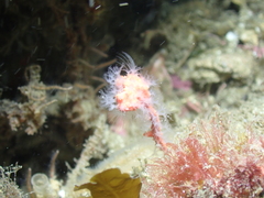 Leptogorgia chilensis