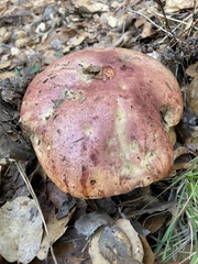 Butyriboletus querciregius