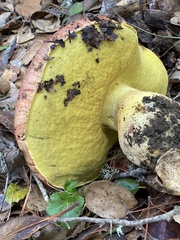 Butyriboletus querciregius