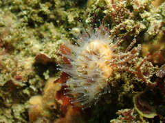 Paracyathus stearnsii