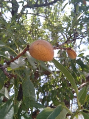 Prunus communis