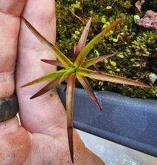 Dracophyllum