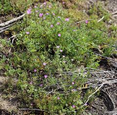 Eremalche parryi kernensis