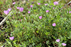 Eremalche parryi kernensis