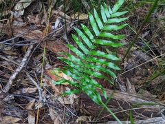 Telmatoblechnum indicum