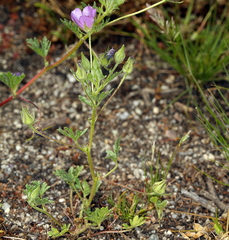 Eremalche parryi kernensis