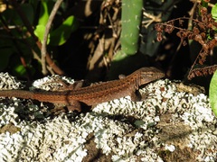 Gallotia stehlini