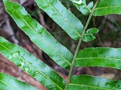 Telmatoblechnum indicum