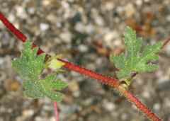 Eremalche parryi kernensis