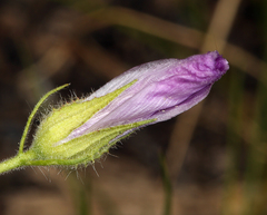 Eremalche parryi kernensis