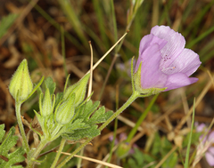 Eremalche parryi kernensis