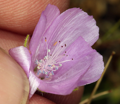 Eremalche parryi kernensis