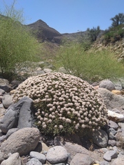 Acantholimon