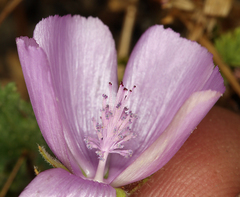 Eremalche parryi kernensis